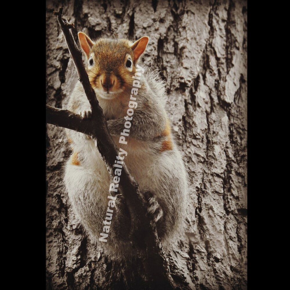 2/$13 Eastern Gray Squirrel Photography Print with Black Matte Frame - 8x10 - Picture 4 of 4
